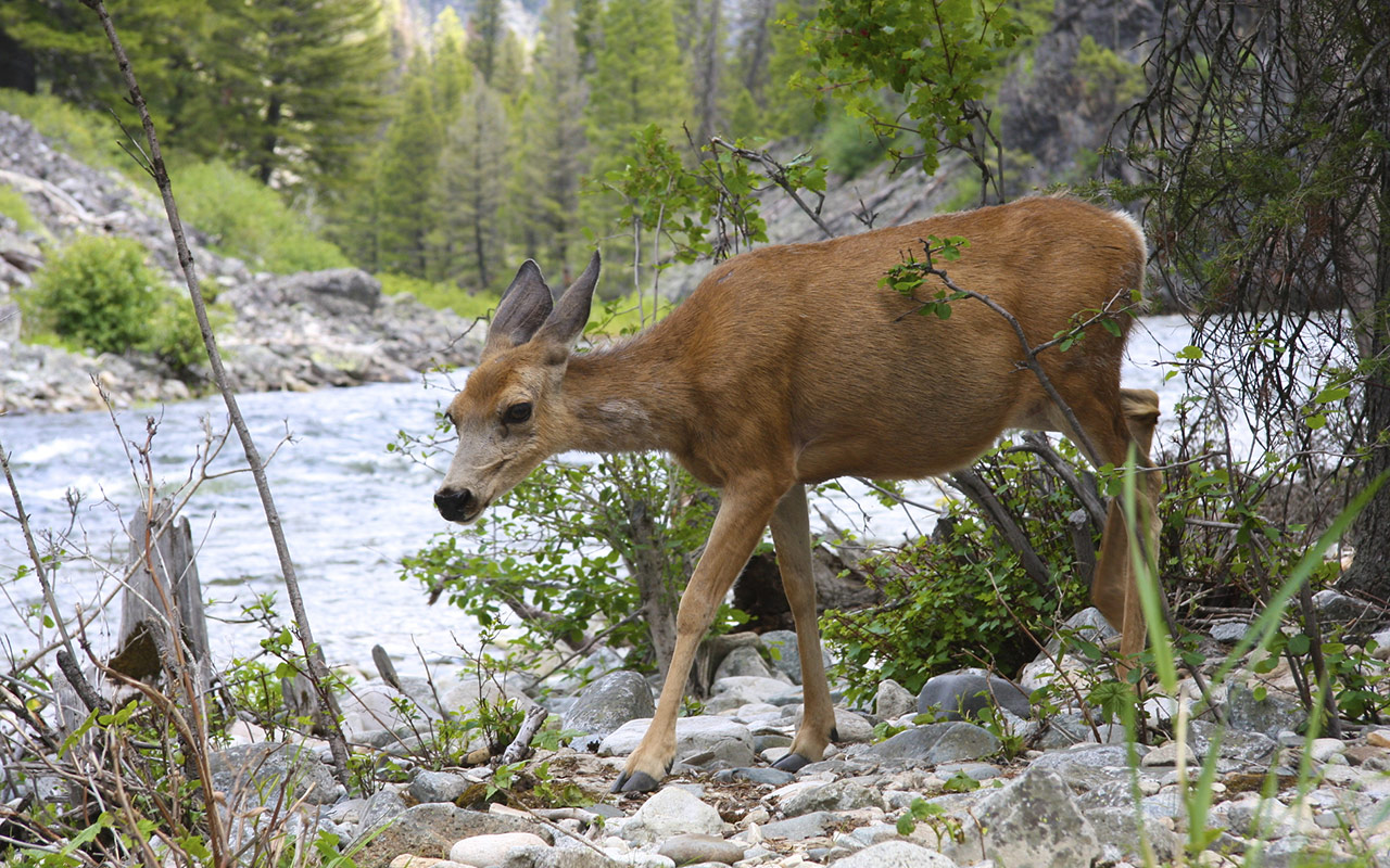 Wildlife at Lochsa Lodge