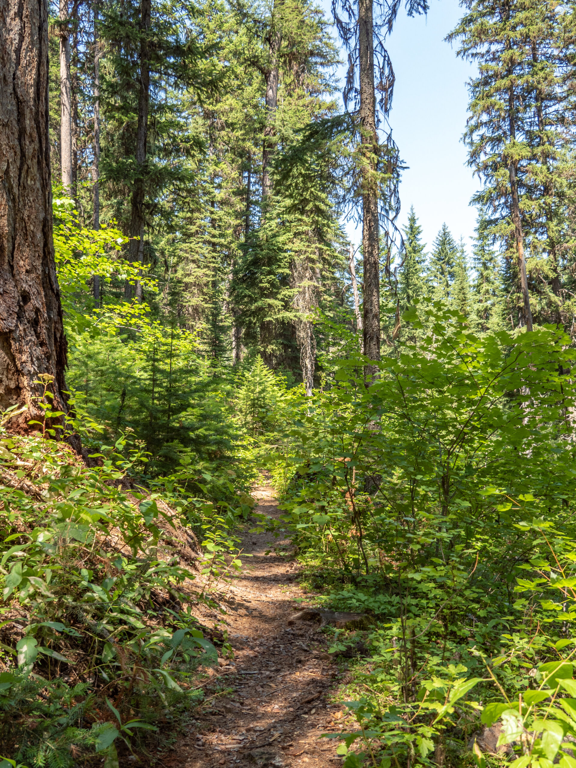 Clearwater National Forest