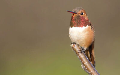 Your Guide to Catching the Rufous Hummingbird Migration at Lochsa Lodge