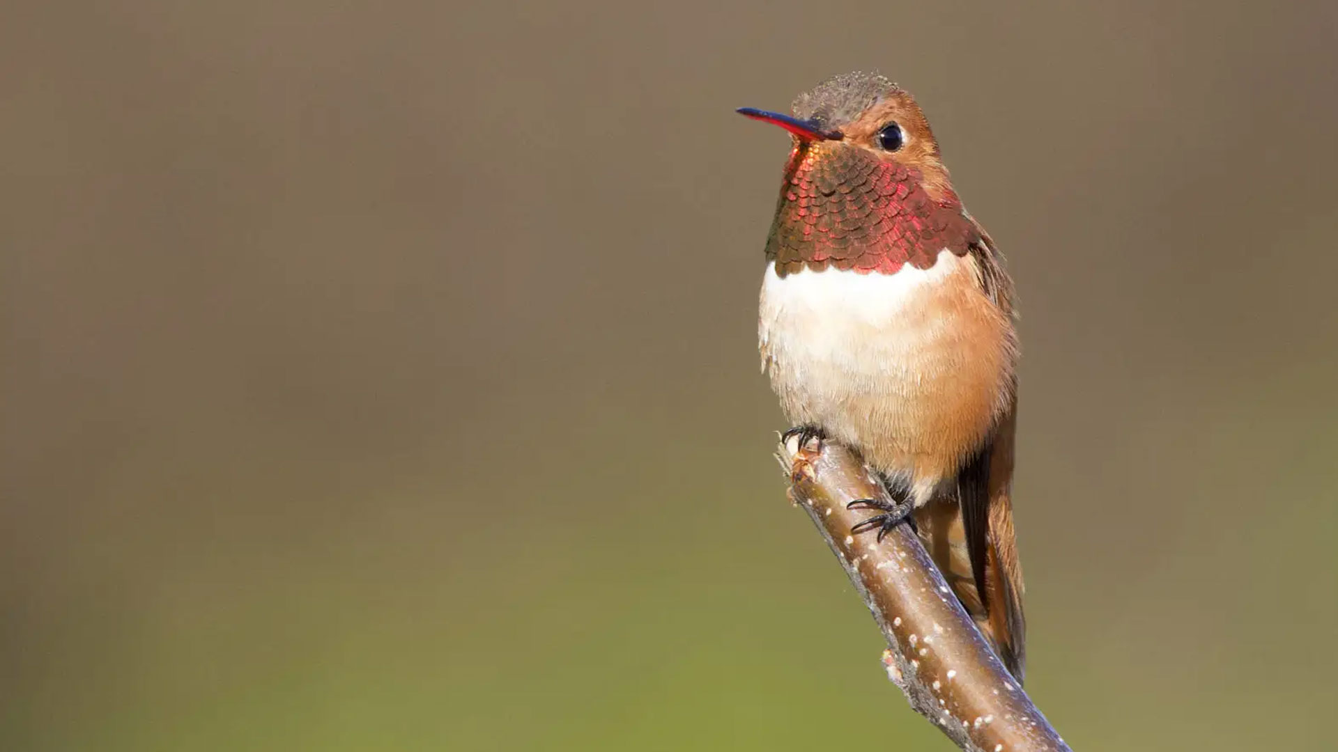 Rufous Hummingbird sitting on branch